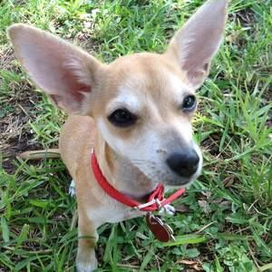 Meet your Posher, Chicharito y zelda